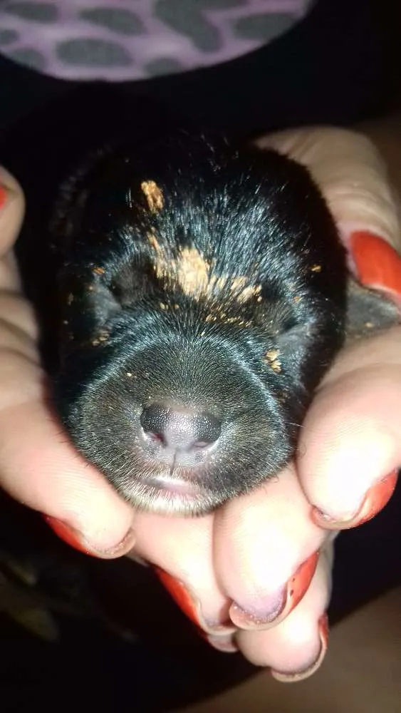 Cachorro ra a Sem raça definida  idade Abaixo de 2 meses nome Não tem 