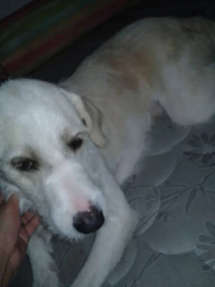 Cachorro raça SRD idade 2 anos nome Snow