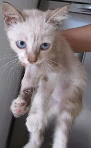 Gato raça SRD idade 7 a 11 meses nome ADOÇÃO