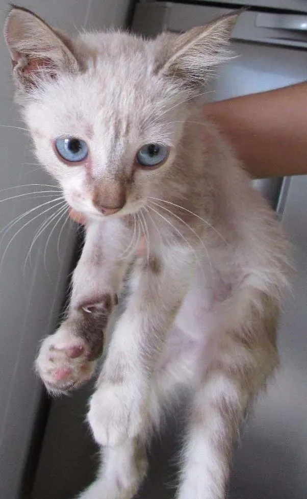 Gato ra a SRD idade 7 a 11 meses nome ADOÇÃO