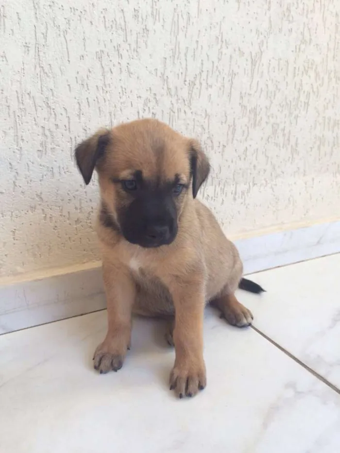Cachorro ra a Vira-lata idade 2 a 6 meses nome Nhoque