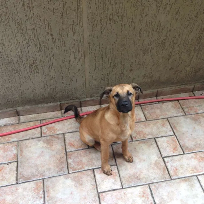 Cachorro ra a Vira-lata idade 2 a 6 meses nome Nhoque