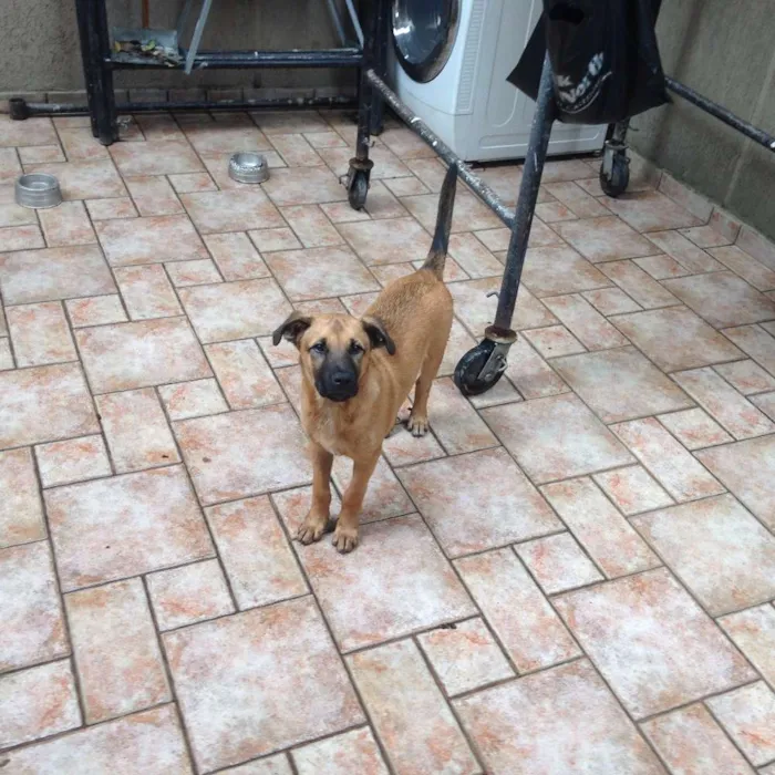 Cachorro ra a Vira-lata idade 2 a 6 meses nome Nhoque
