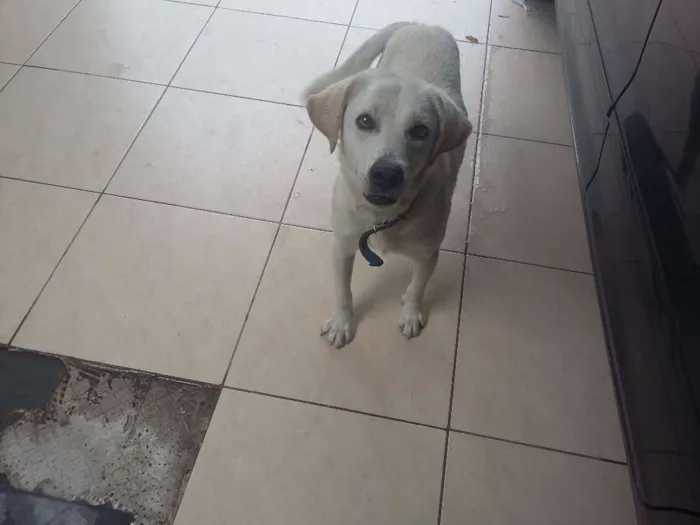 Cachorro ra a SRD idade 1 ano nome Branquinho