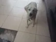 Branquinho