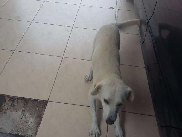 Cachorro ra a SRD idade 1 ano nome Branquinho