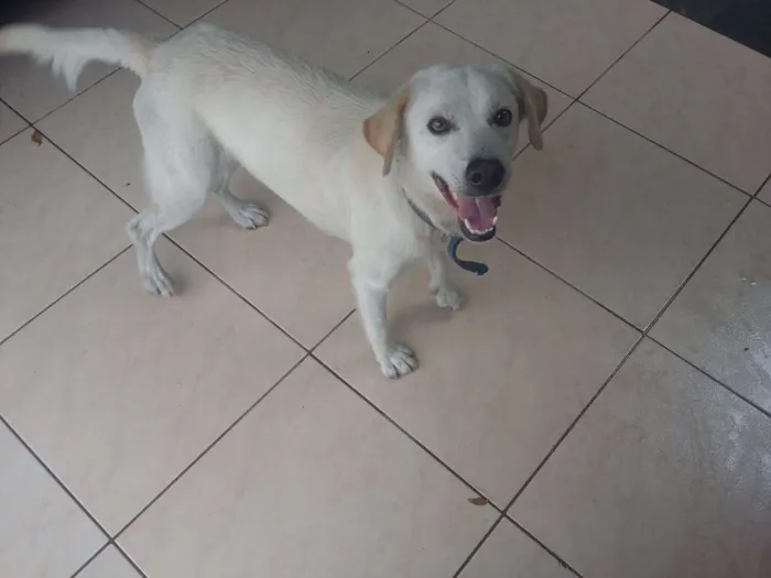 Cachorro ra a SRD idade 1 ano nome Branquinho