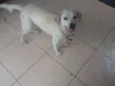 Branquinho