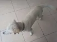 Branquinho