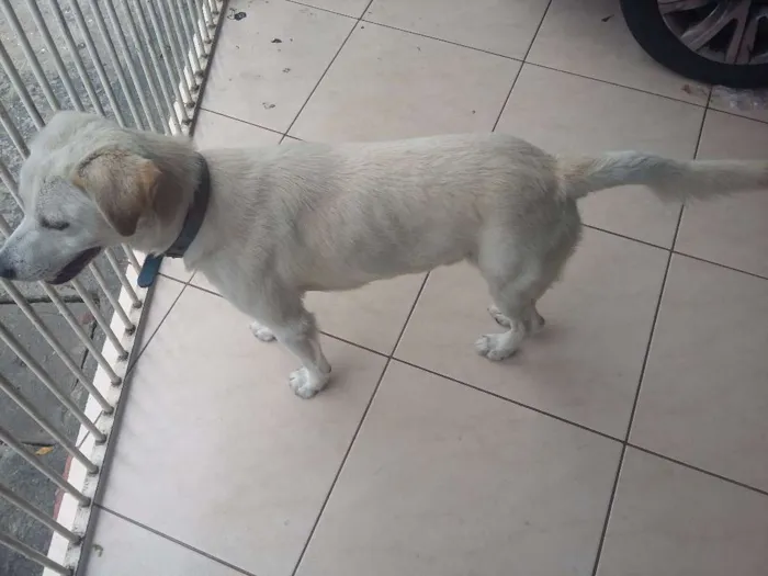 Cachorro ra a SRD idade 1 ano nome Branquinho