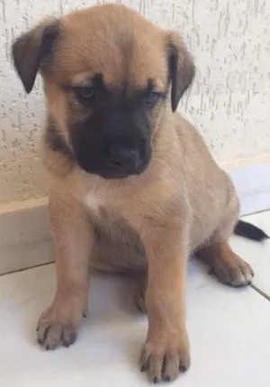 Cachorro raça Vira-lata idade 2 a 6 meses nome Nhoque