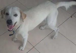 Cachorro raça SRD idade 1 ano nome Branquinho