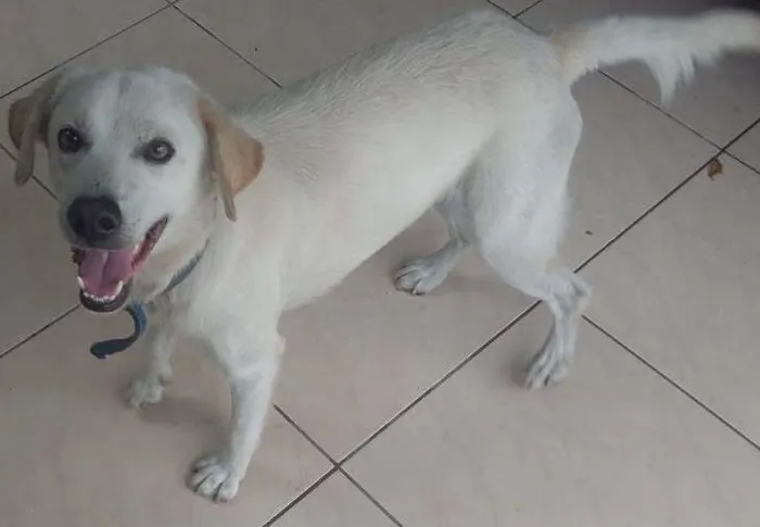 Cachorro ra a SRD idade 1 ano nome Branquinho
