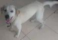 Branquinho