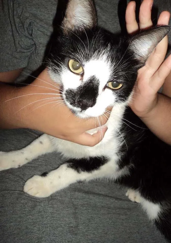 Gato ra a vira-lata idade 1 ano nome Belo