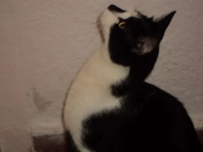 Gato ra a vira-lata idade 1 ano nome Belo