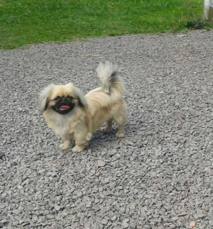 Cachorro ra a Pequenes idade 1 ano nome Lu GRATIFICA