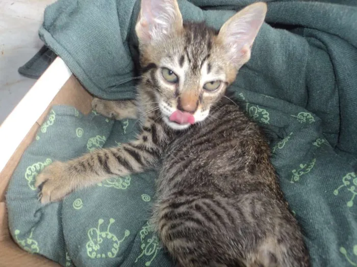 Gato ra a VIRA-LATA idade 2 a 6 meses nome SEM NOME