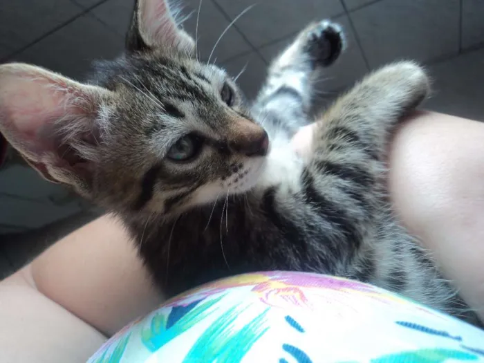Gato ra a VIRA-LATA idade 2 a 6 meses nome SEM NOME