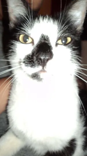 Gato raça vira-lata idade 1 ano nome Belo