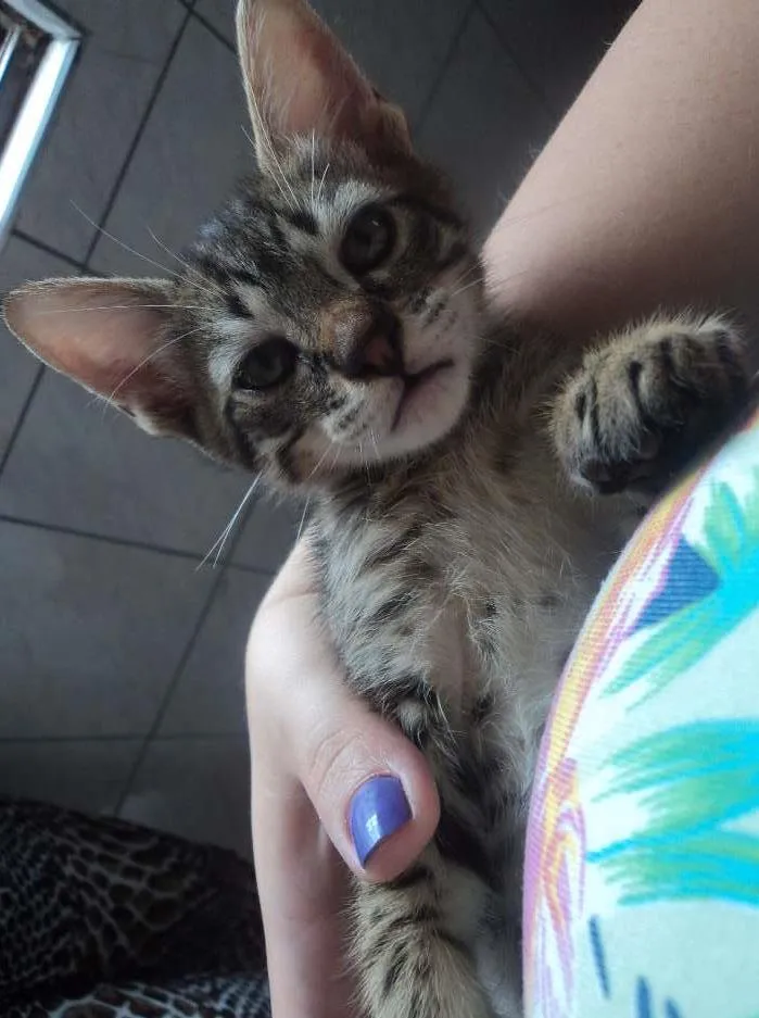 Gato ra a VIRA-LATA idade 2 a 6 meses nome SEM NOME