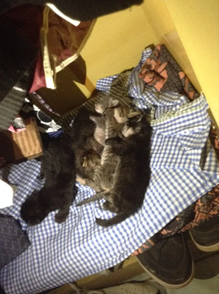 Gato ra a Comum  idade Abaixo de 2 meses nome Gatinhos varios 
