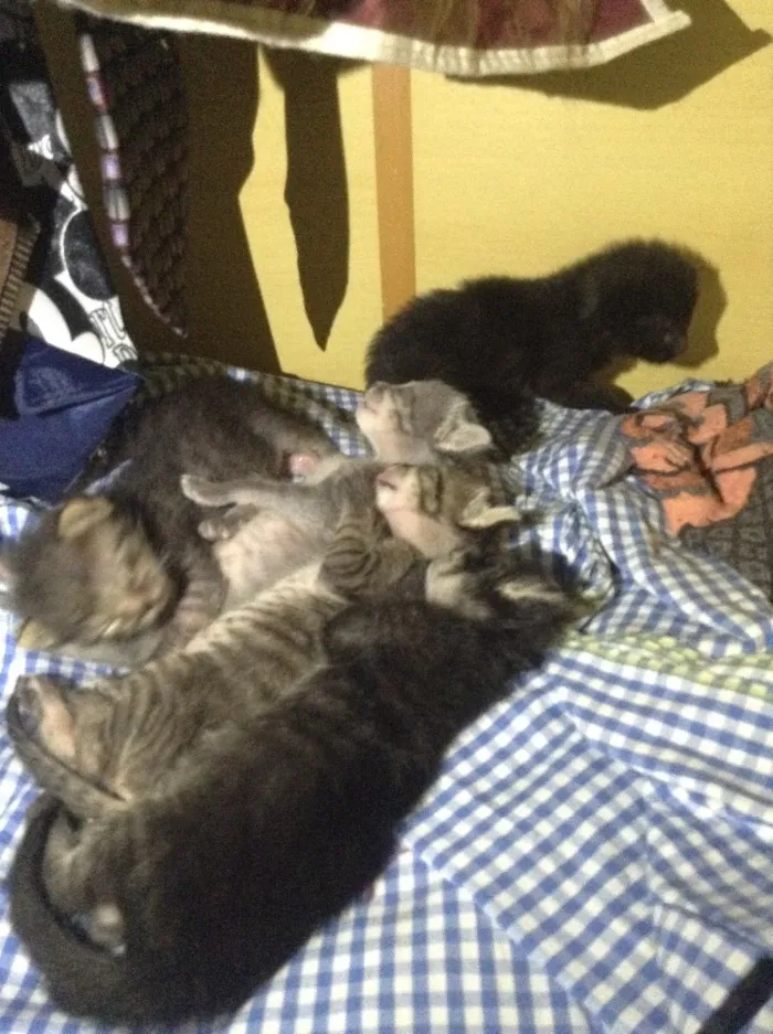 Gato ra a Comum  idade Abaixo de 2 meses nome Gatinhos varios 