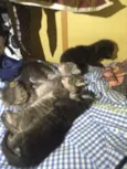 Gatinhos varios