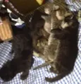 Gatinhos varios 