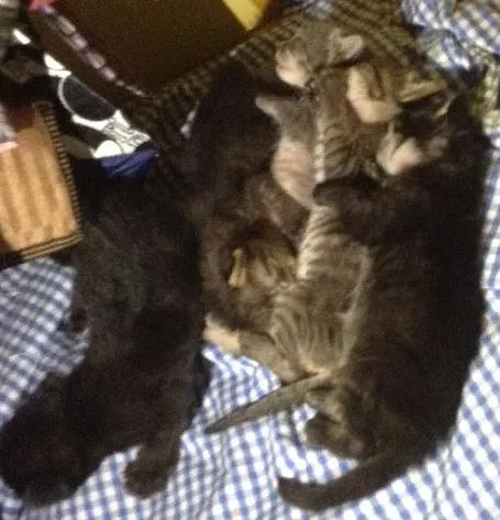 Gato ra a Comum  idade Abaixo de 2 meses nome Gatinhos varios 