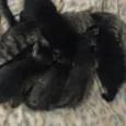 Gatinhos varios 