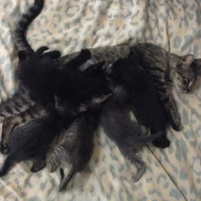 Gato ra a Comum  idade Abaixo de 2 meses nome Gatinhos varios 