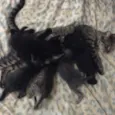 Gatinhos varios