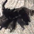 Gatinhos varios 