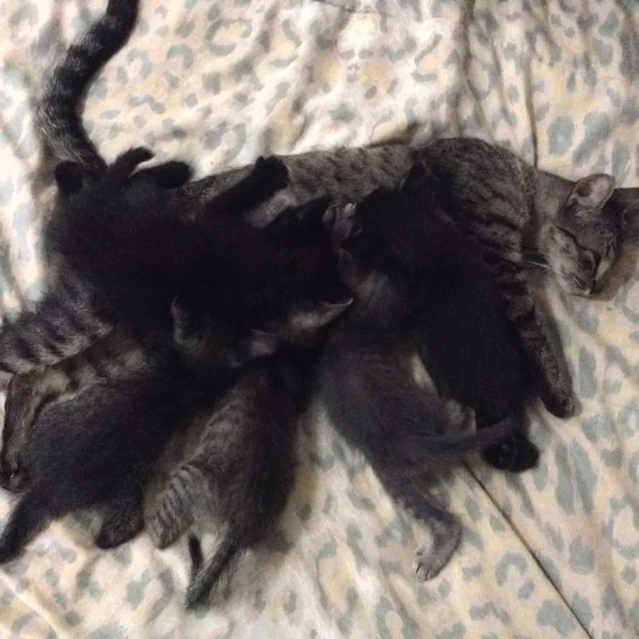 Gato ra a Comum  idade Abaixo de 2 meses nome Gatinhos varios 