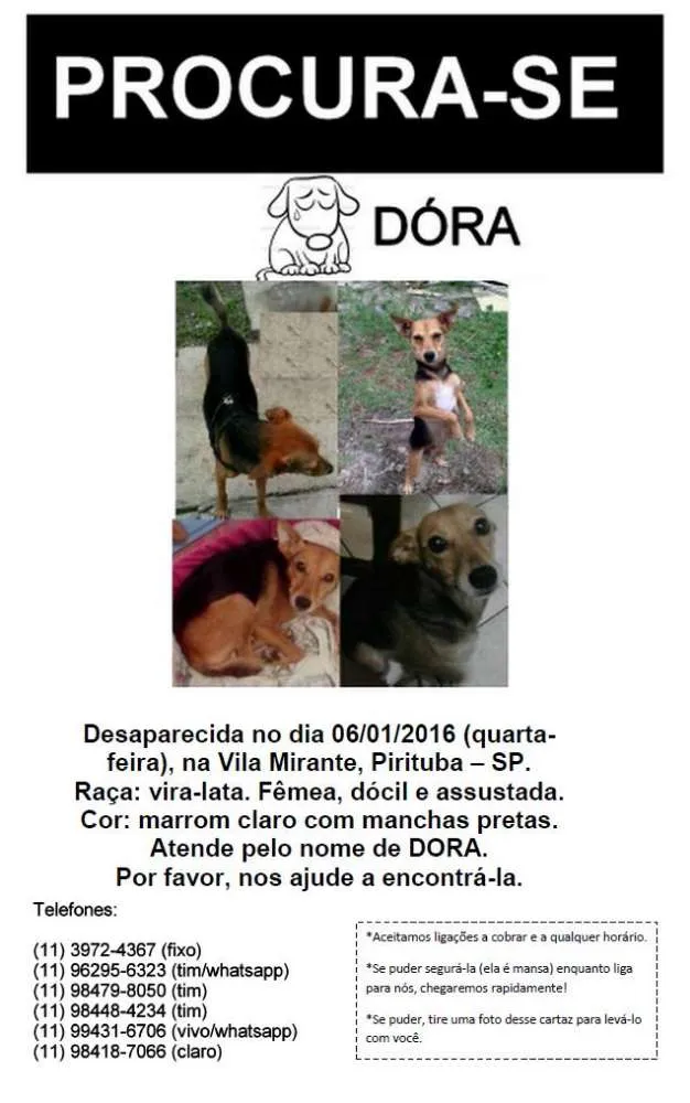 Cachorro ra a SRD idade 5 anos nome Dora GRATIFICA