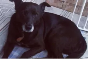Cachorro raça Vira Lata? idade 6 ou mais anos nome Neguinho