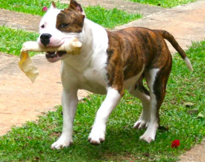 Cachorro ra a American Staffordshire Terrier  idade 5 anos nome Dom