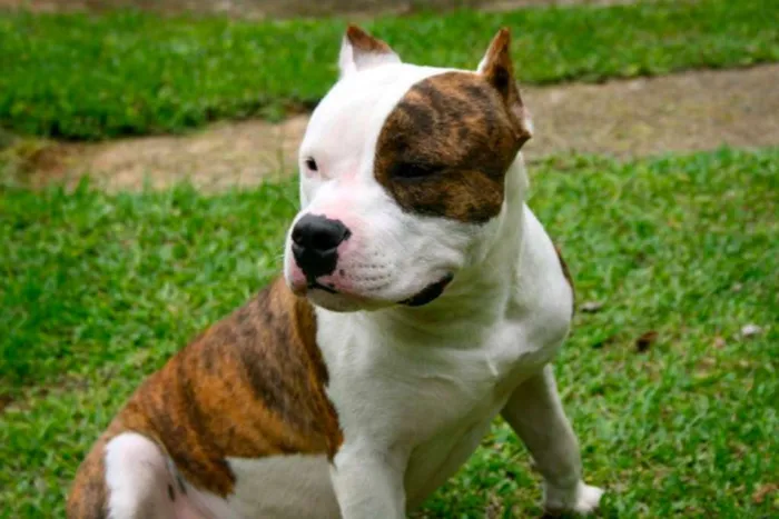 Cachorro ra a American Staffordshire Terrier  idade 5 anos nome Dom