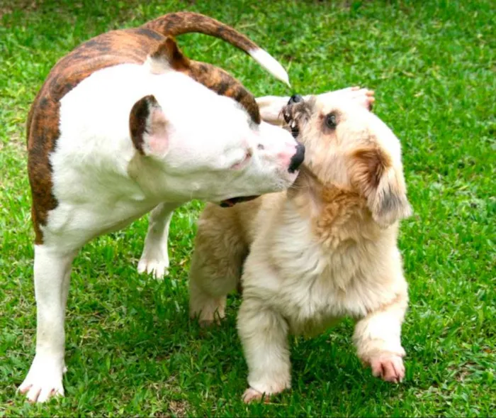 Cachorro ra a American Staffordshire Terrier  idade 5 anos nome Dom