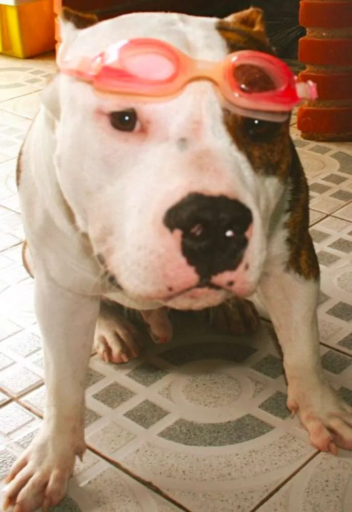 Cachorro ra a American Staffordshire Terrier  idade 5 anos nome Dom