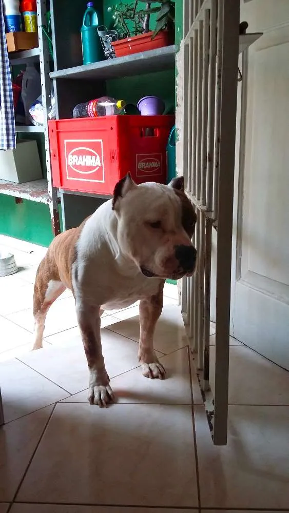 Cachorro ra a American Staffordshire Terrier  idade 5 anos nome Dom
