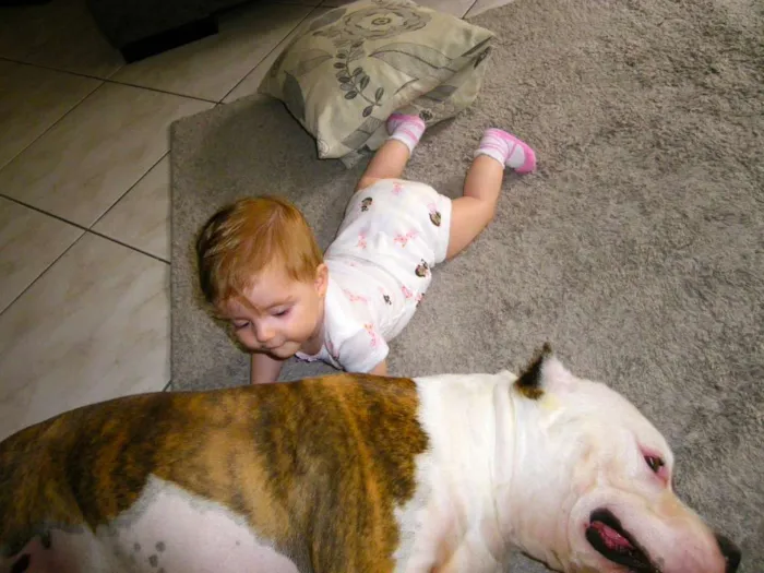 Cachorro ra a American Staffordshire Terrier  idade 5 anos nome Dom