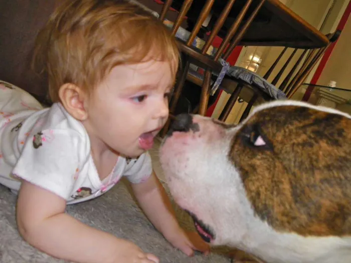 Cachorro ra a American Staffordshire Terrier  idade 5 anos nome Dom