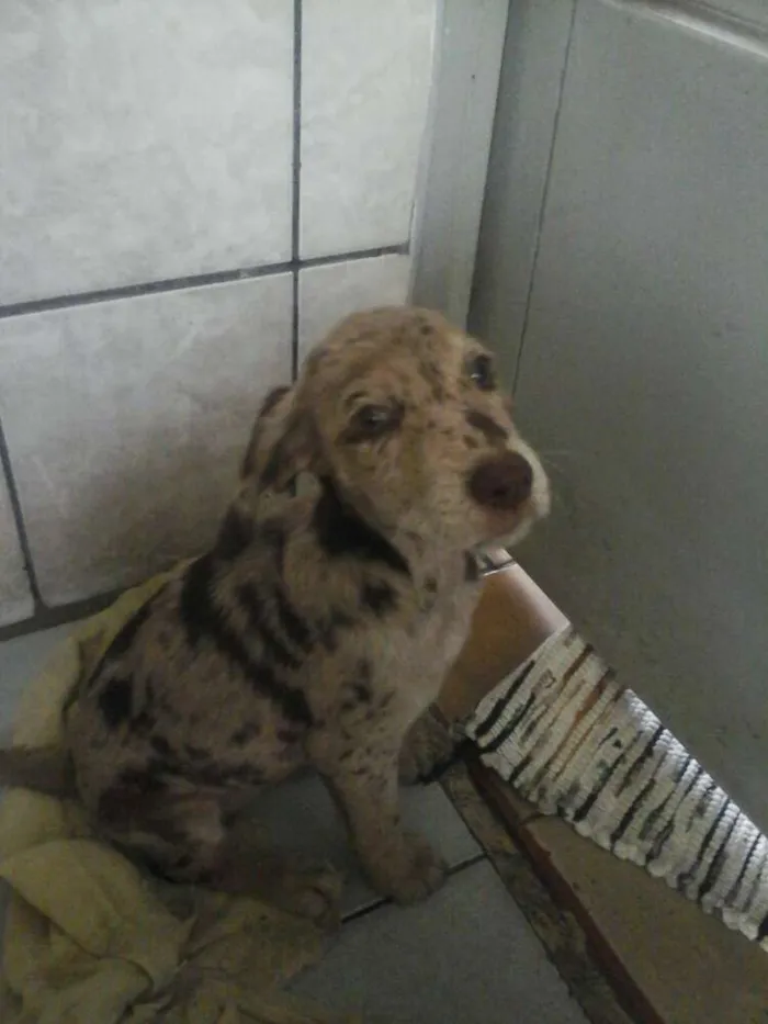 Cachorro ra a coque com vira lata  idade Abaixo de 2 meses nome sascha katita
