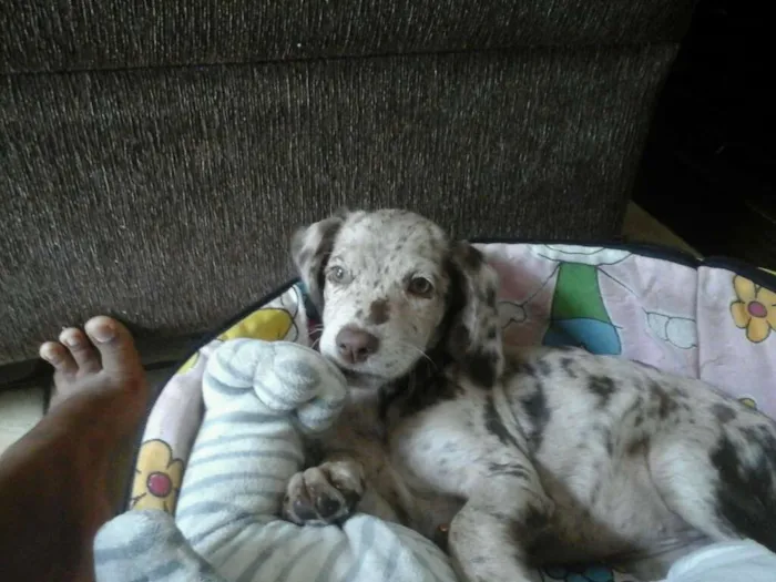 Cachorro ra a coque com vira lata  idade Abaixo de 2 meses nome sascha katita