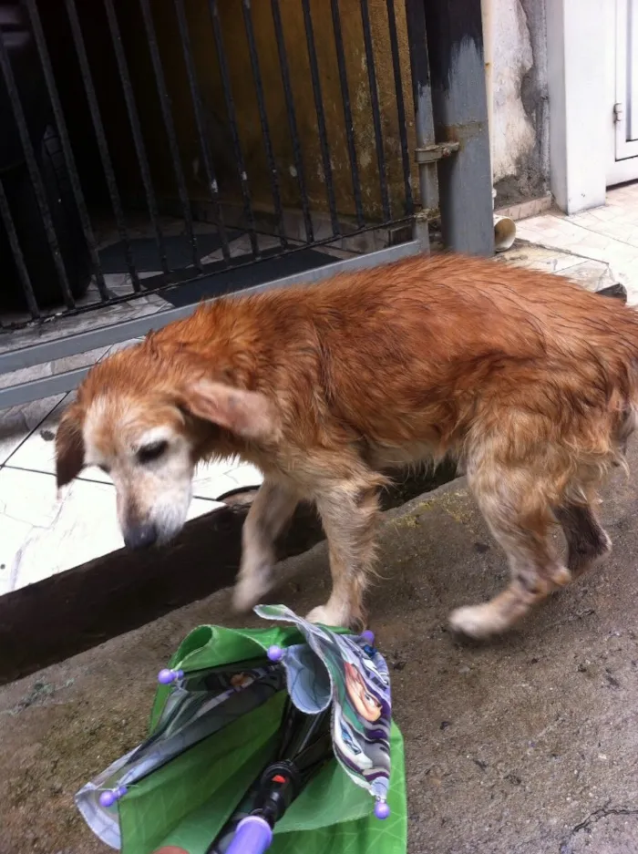 Cachorro ra a Vira-lata misturado com cooker idade  nome Simba