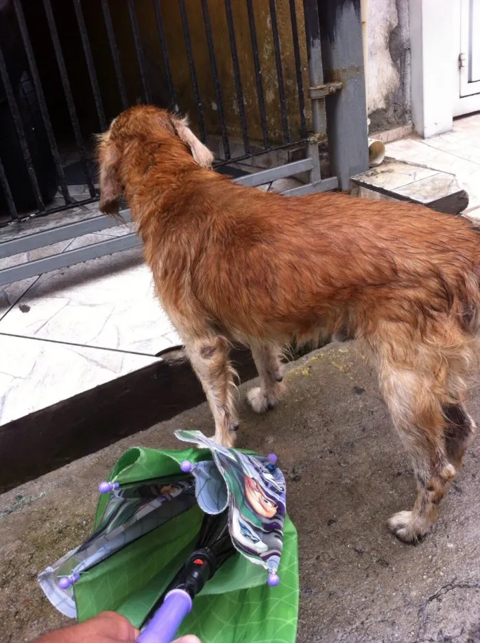 Cachorro ra a Vira-lata misturado com cooker idade  nome Simba