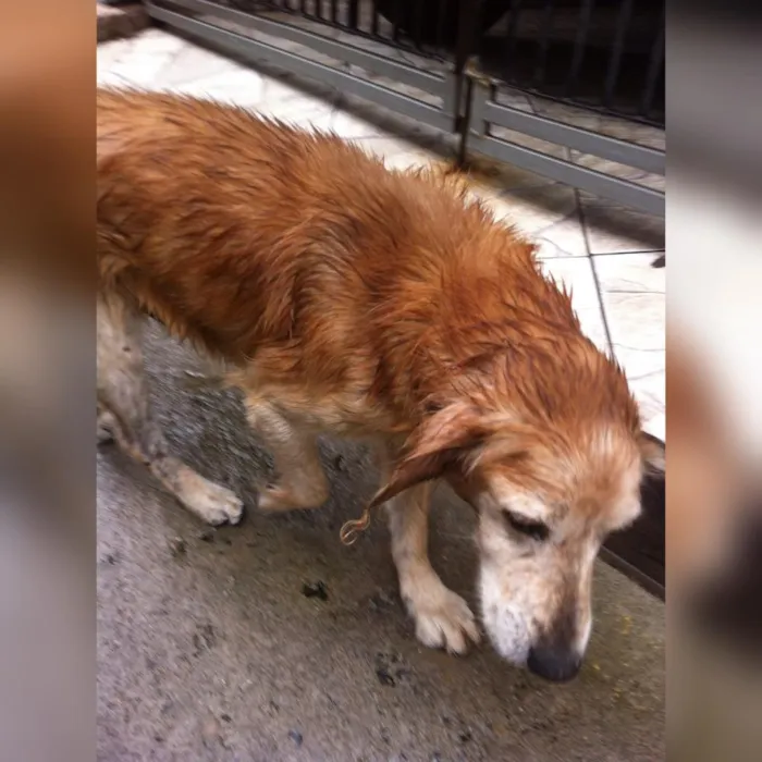 Cachorro ra a Vira-lata misturado com cooker idade  nome Simba