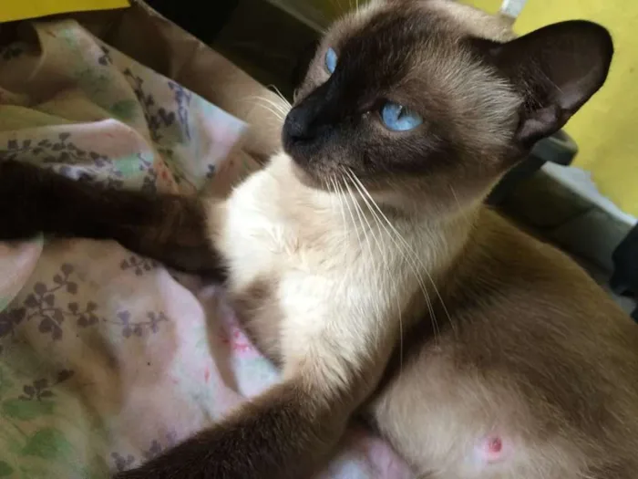 Gato ra a Siamês idade 1 ano nome Sem nome
